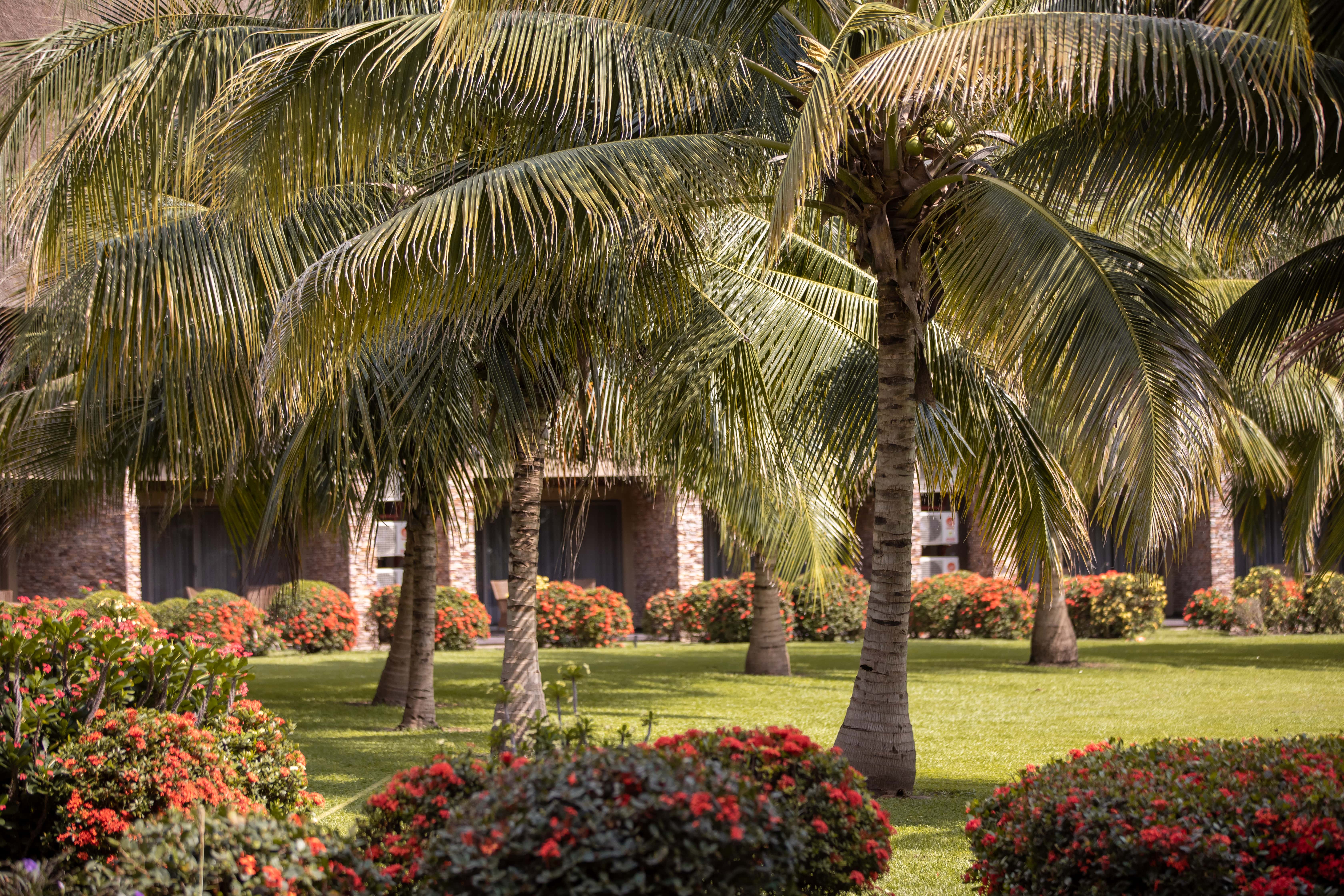 An image of the lush green and colourful gardens and palm trees in front of the rooms at The Royal Senchi Hotel and Resort in Ghana