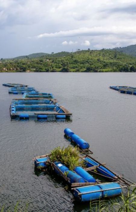An image of fish farming done on the Volta River, a tour offered to guests at The Royal Senchi Hotel and Resort in Ghana