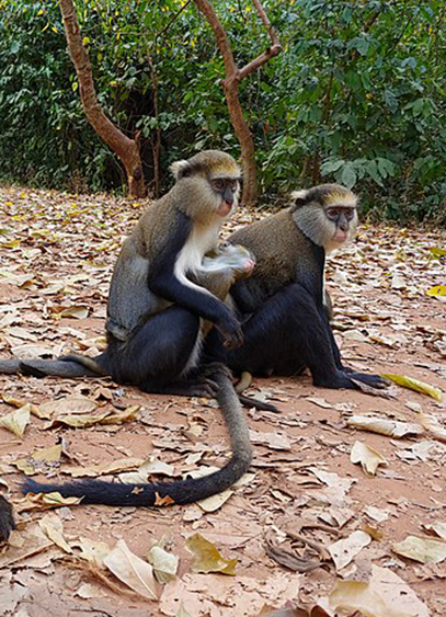 Tafi-Monkey-Sanctuary