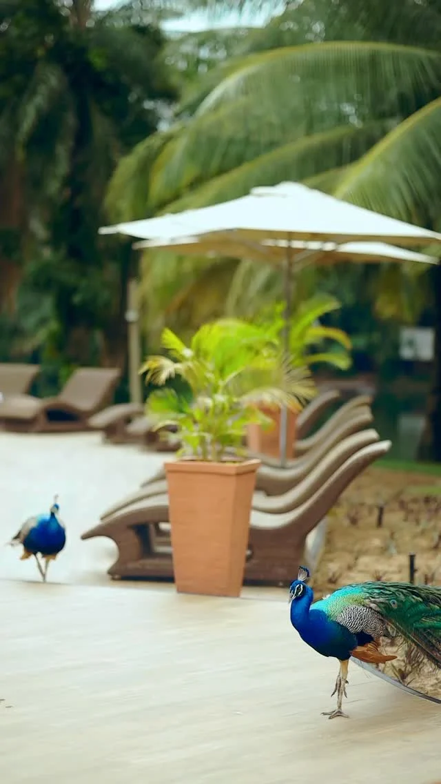 Beauty in peaceful nature 🦚